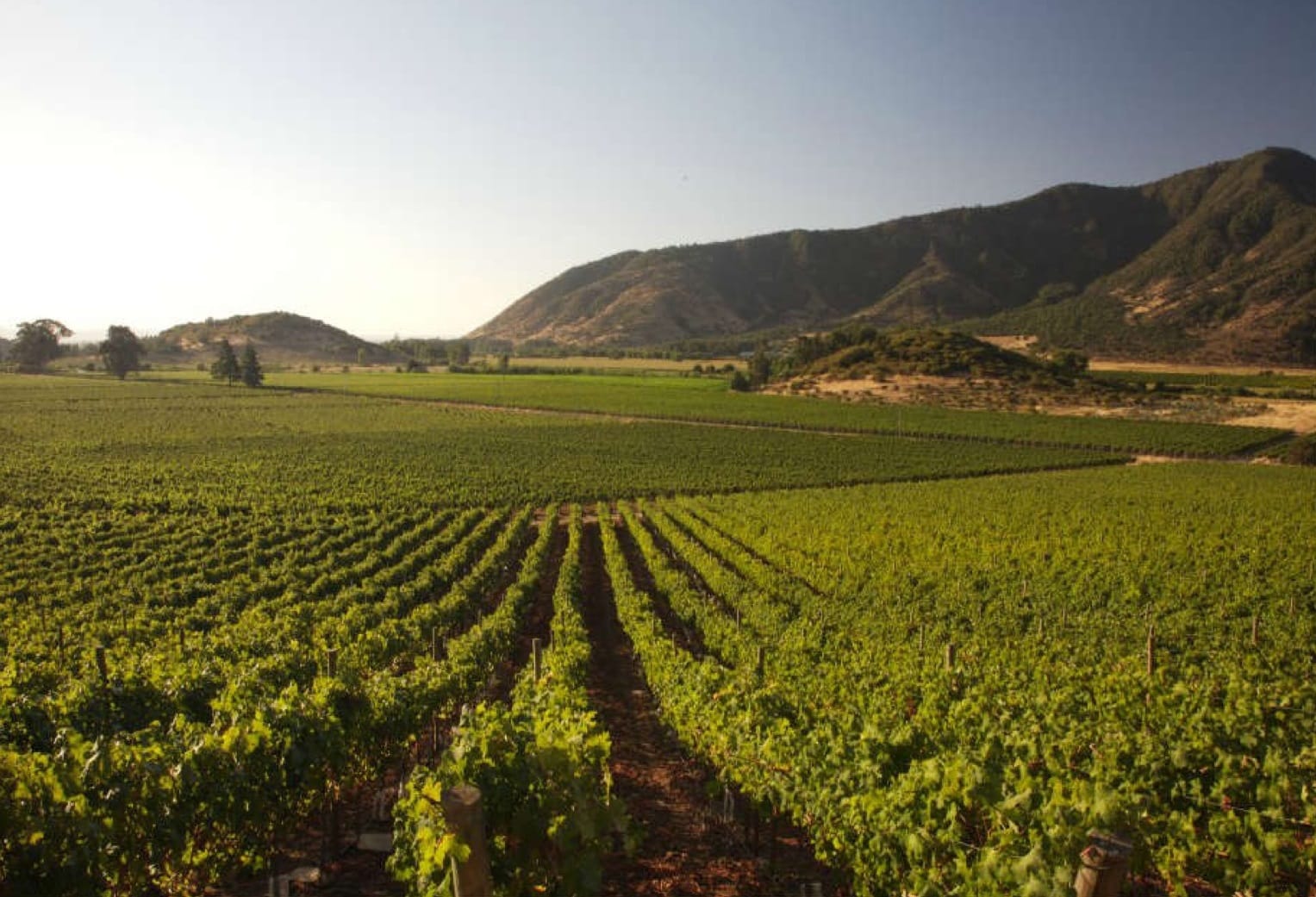 O diabólico sucesso do vinho chileno